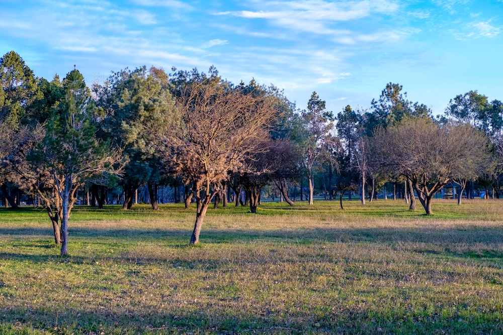 a grassy field with trees in the background