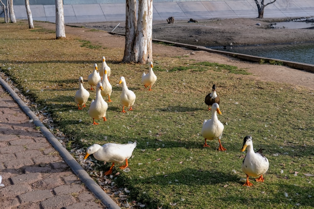 a flock of ducks walking across a grass covered field