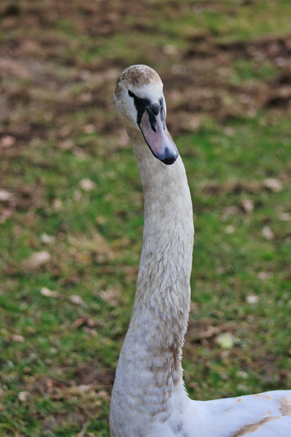 a close up of a duck on a grass field