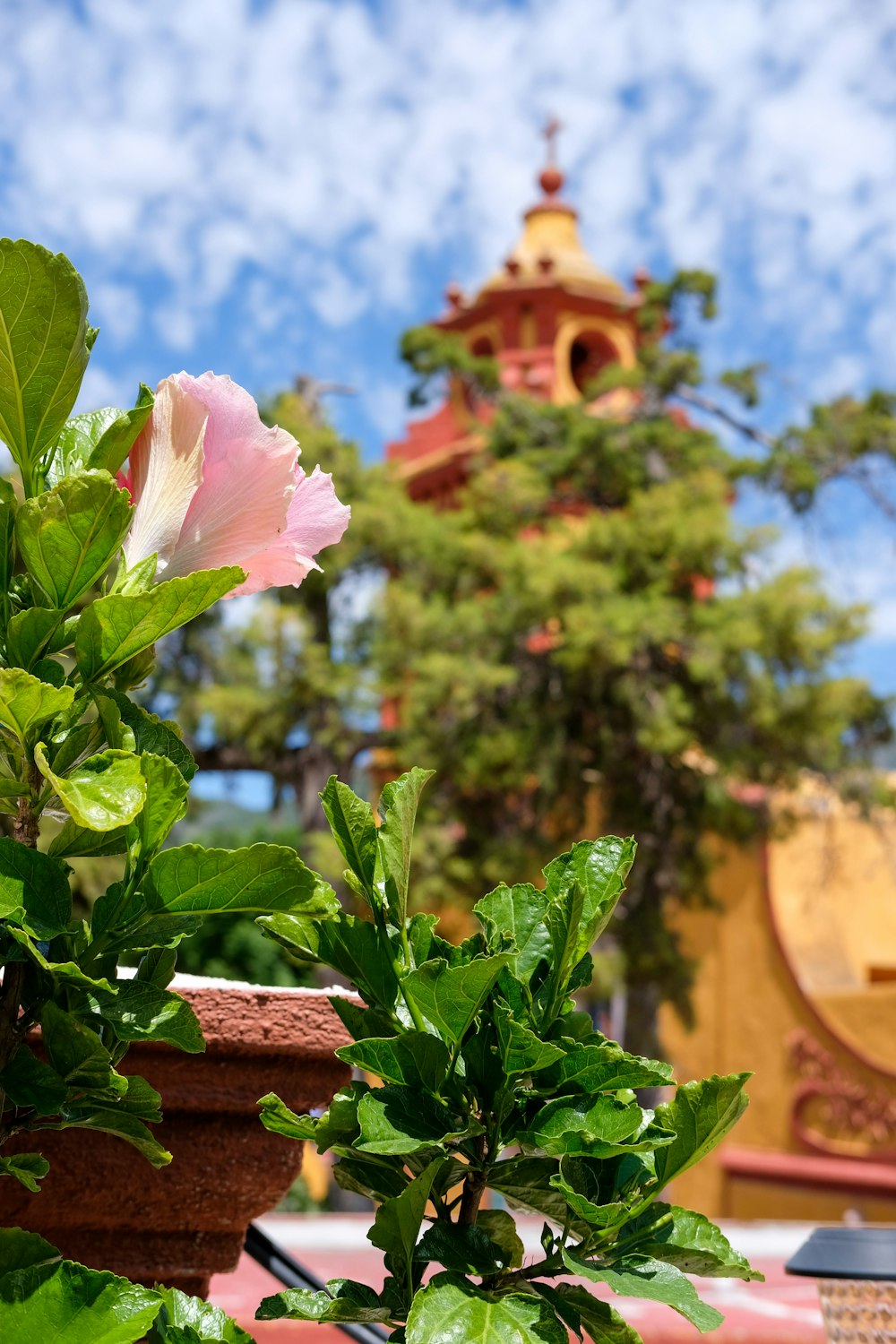 a pink flower sitting on top of a potted plant