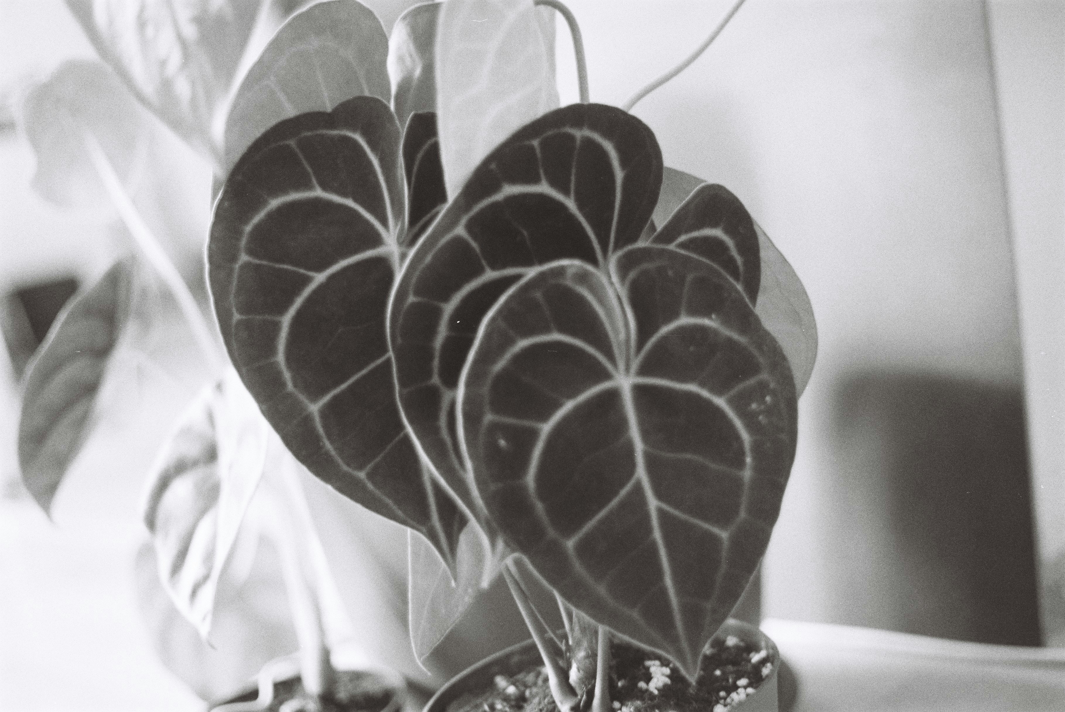 Heart-shaped metal plant stand