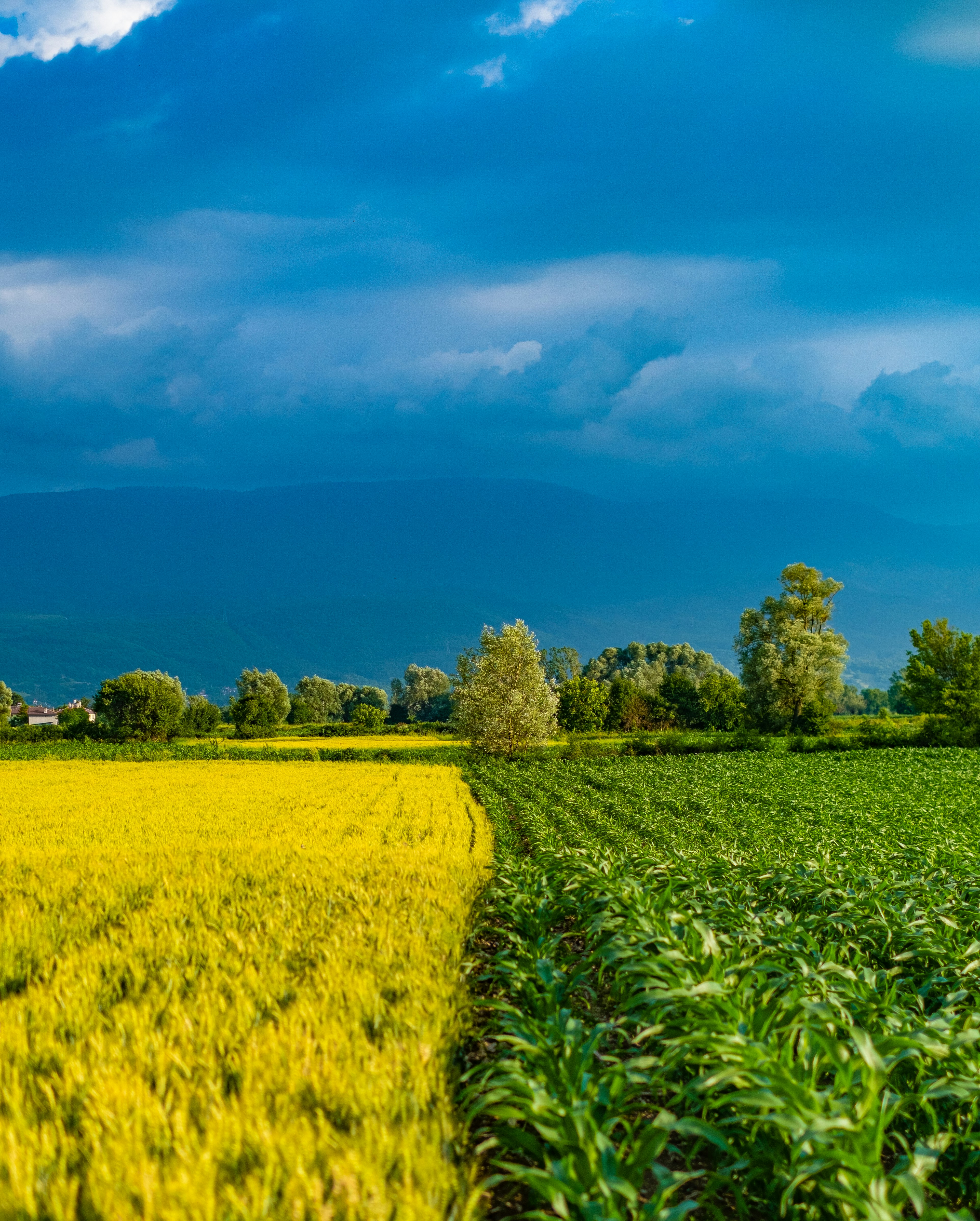 Photo by mountain_maan