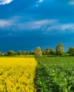 A vibrant field of mixed crops under a bright sky showcasing sustainable agriculture.