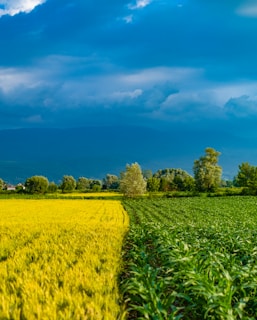 A vibrant landscape featuring a vast, lush field divided into two sections, one with golden crops and the other with green vegetation. In the background, dense trees are scattered across the horizon under a dramatic, cloud-filled blue sky.