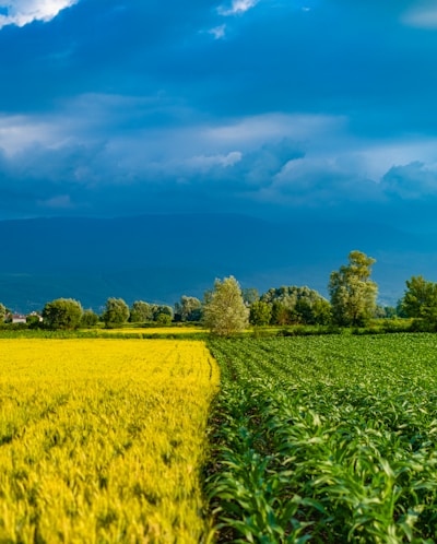 A vibrant landscape featuring a vast, lush field divided into two sections, one with golden crops and the other with green vegetation. In the background, dense trees are scattered across the horizon under a dramatic, cloud-filled blue sky.
