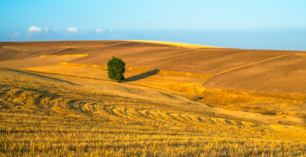 a lone tree in the middle of a field