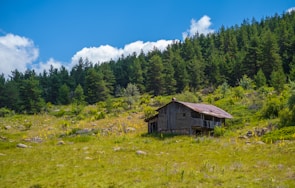 A rustic off-grid cabin nestled among towering pine trees under a clear blue sky.