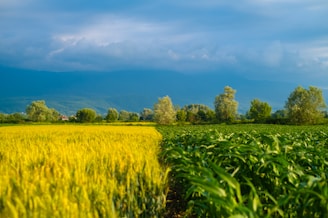 A scenic landscape featuring vast fields of crops, divided by different shades of green and yellow. Tall trees and dense foliage appear in the background with mountains and a cloudy sky providing a stunning backdrop. The fields stretch across the image, showcasing agricultural beauty and the vibrant colors of nature.