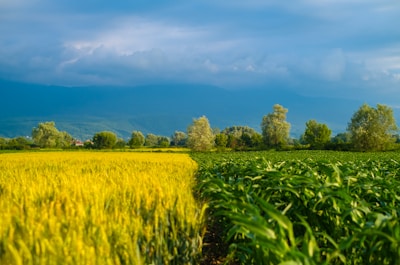 A scenic landscape featuring vast fields of crops, divided by different shades of green and yellow. Tall trees and dense foliage appear in the background with mountains and a cloudy sky providing a stunning backdrop. The fields stretch across the image, showcasing agricultural beauty and the vibrant colors of nature.