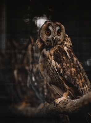 An owl with large, bright orange eyes perched on a tree branch. Its feathers are a mix of brown and cream, providing a camouflaged appearance. The background is dark and blurred, emphasizing the owl's details.