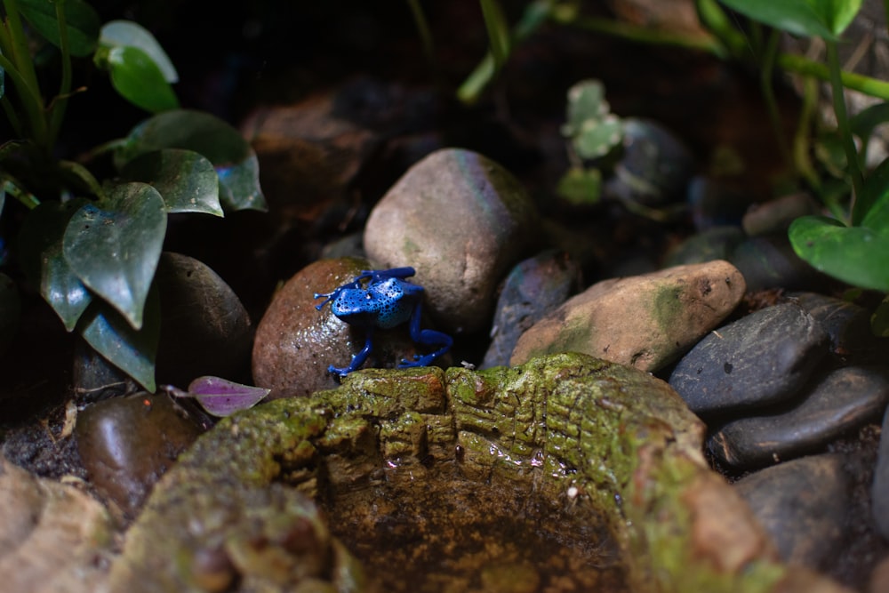 a blue frog sitting on top of a pile of rocks
