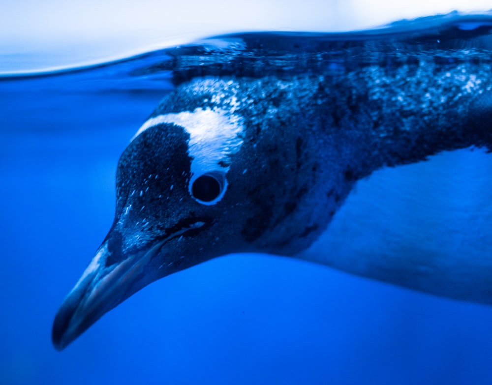 a penguin swimming in the water with its head above the water