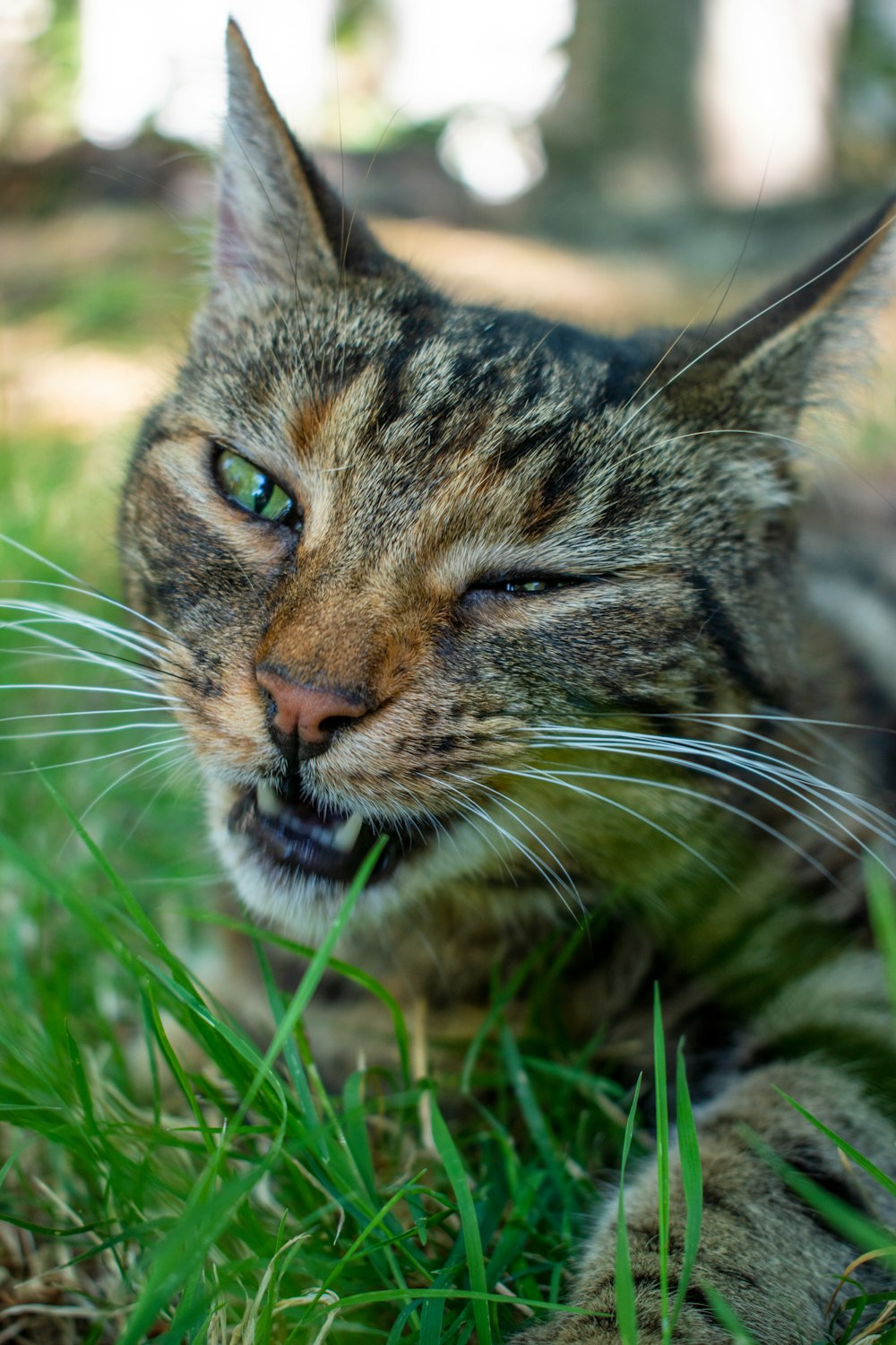 eine Nahaufnahme einer Katze, die im Gras liegt