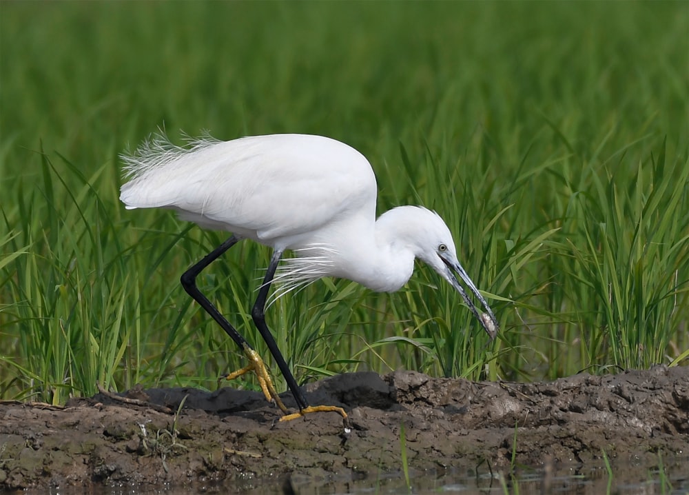 a white bird with a long beak standing in the grass