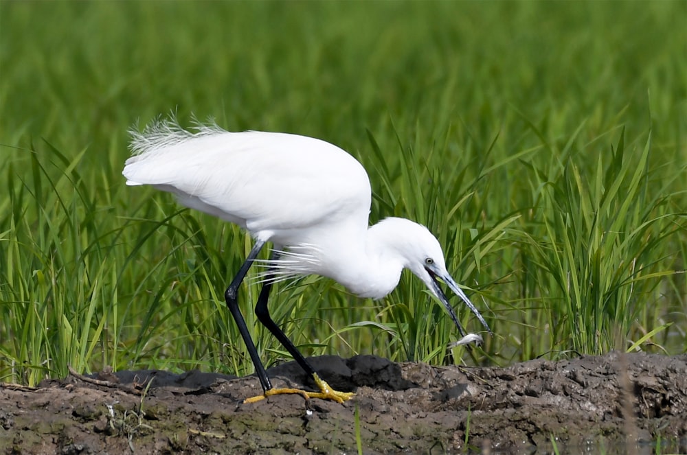 a white bird with a long beak standing in the grass