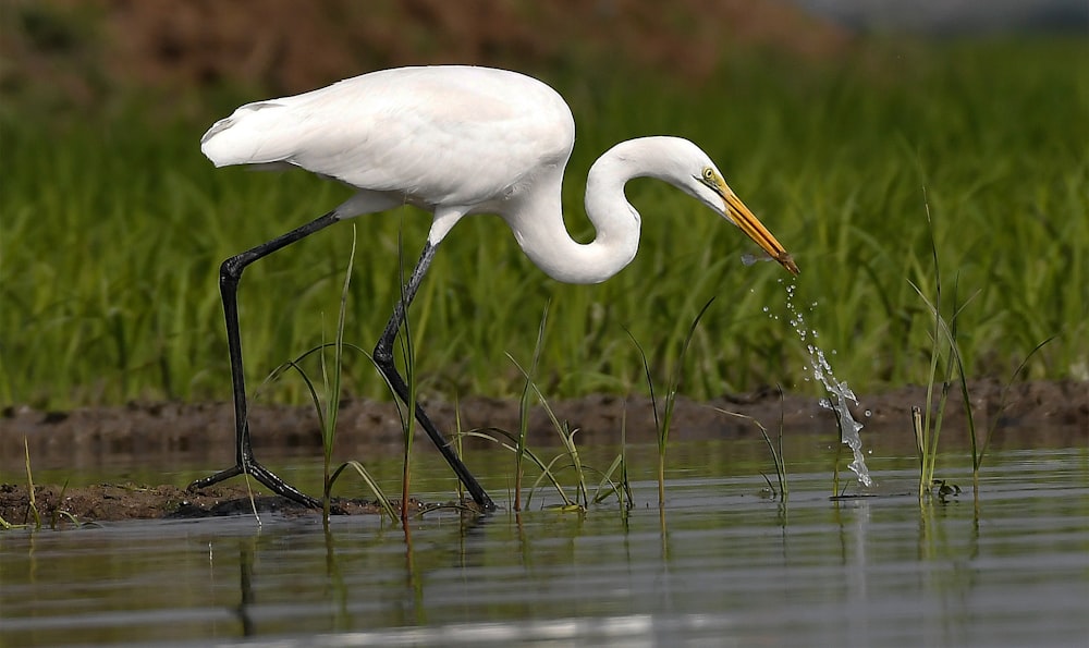 a large white bird with a long beak standing in the water