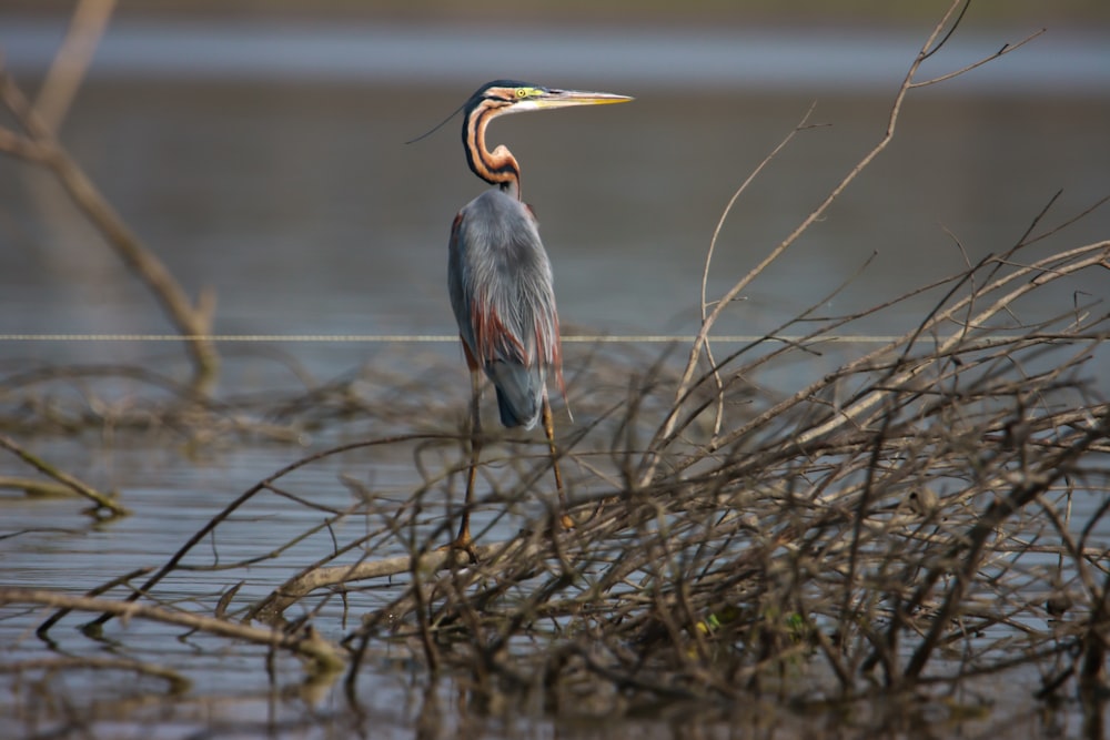 a bird is standing on a branch in the water