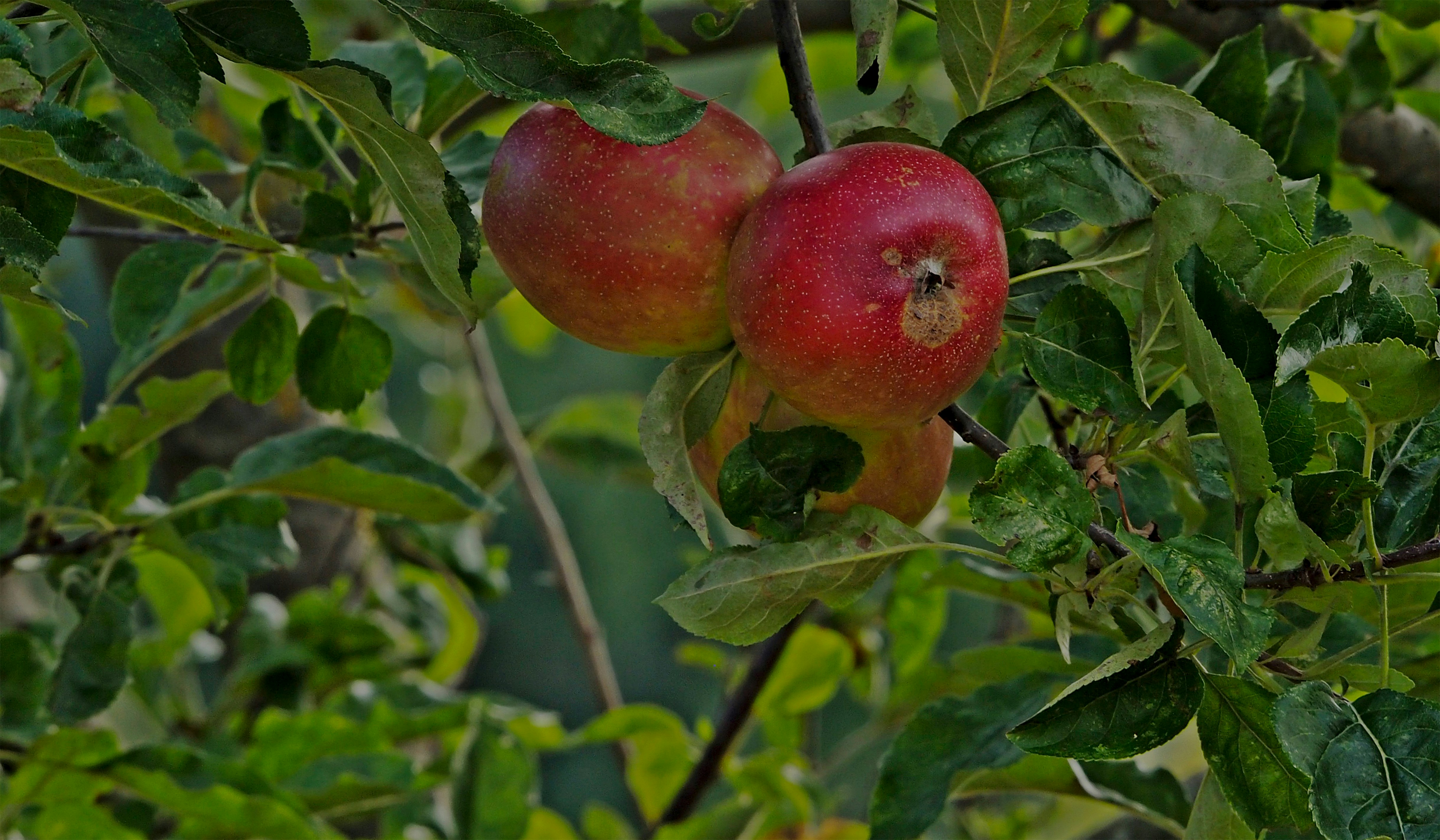 Gala Apple