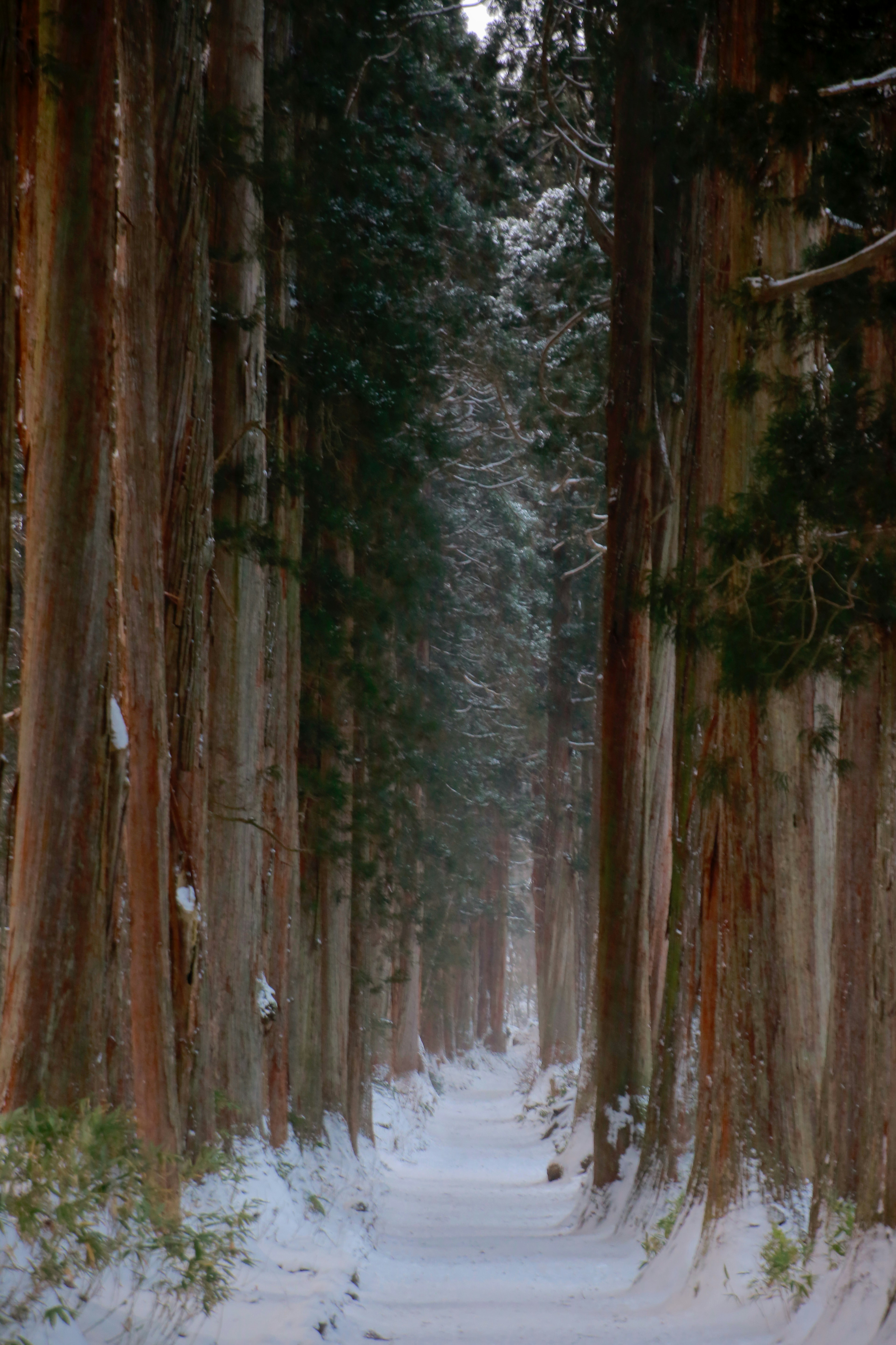 Forest path winding between cedar trees in Togakushi