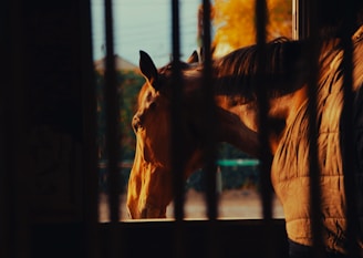 A horse is standing behind bars, with soft sunlight casting a warm glow on its face. The background appears slightly blurred with autumn-colored foliage and hints of an outdoor scene.