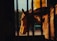 A horse is standing behind bars, with soft sunlight casting a warm glow on its face. The background appears slightly blurred with autumn-colored foliage and hints of an outdoor scene.