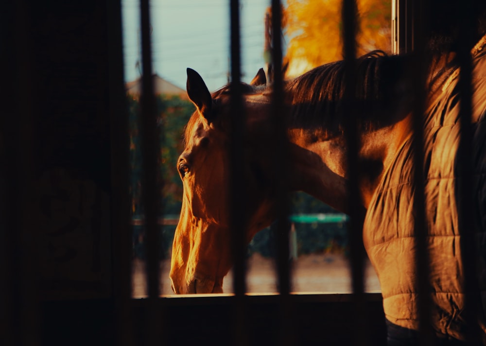 a brown horse standing next to a metal fence