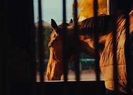 A horse is standing behind bars, with soft sunlight casting a warm glow on its face. The background appears slightly blurred with autumn-colored foliage and hints of an outdoor scene.