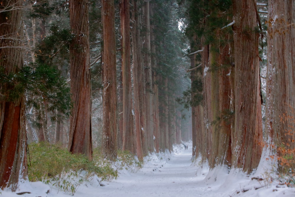 a path through a snow covered forest with lots of trees