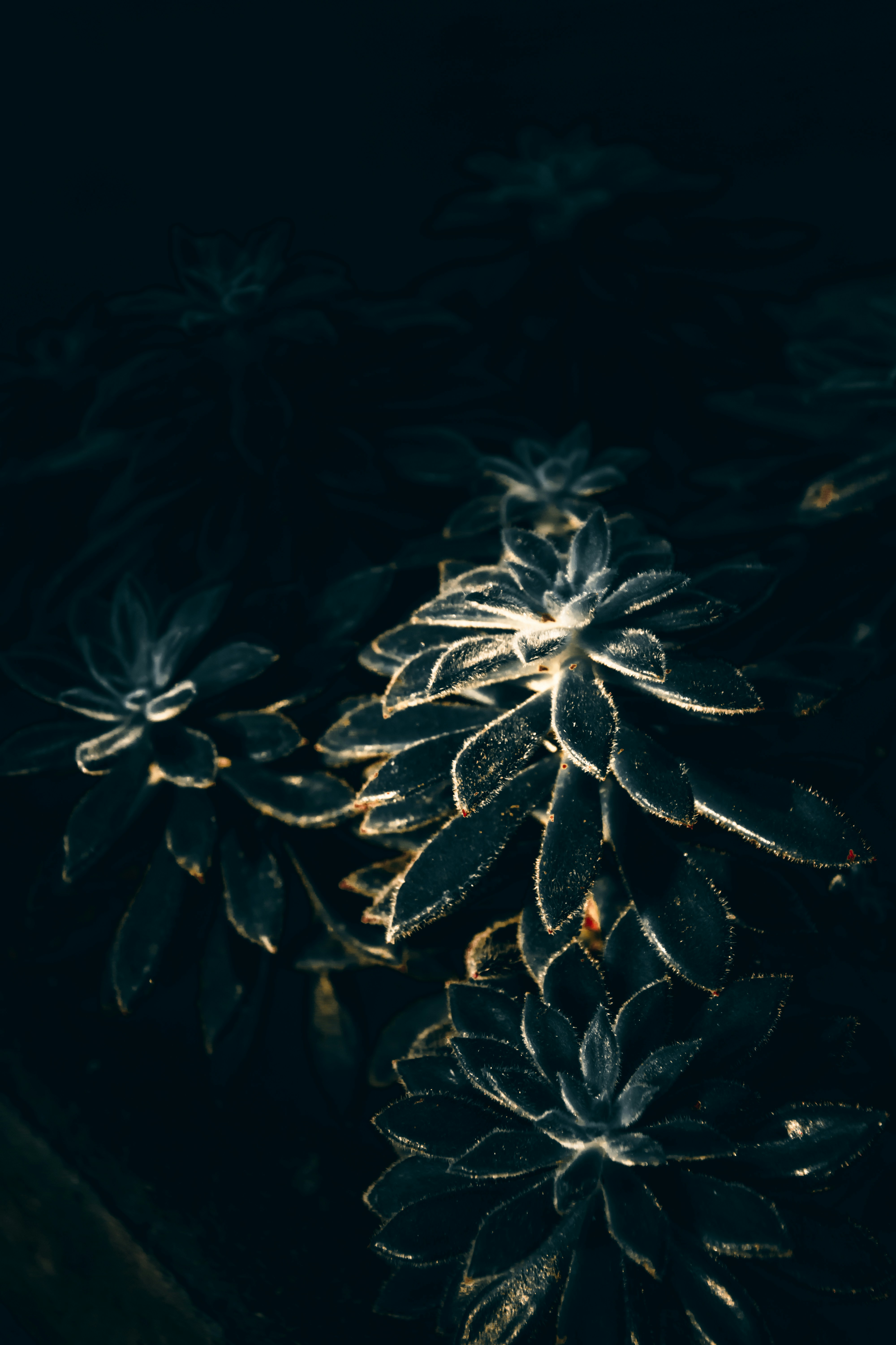 a close up of a bunch of flowers on a table