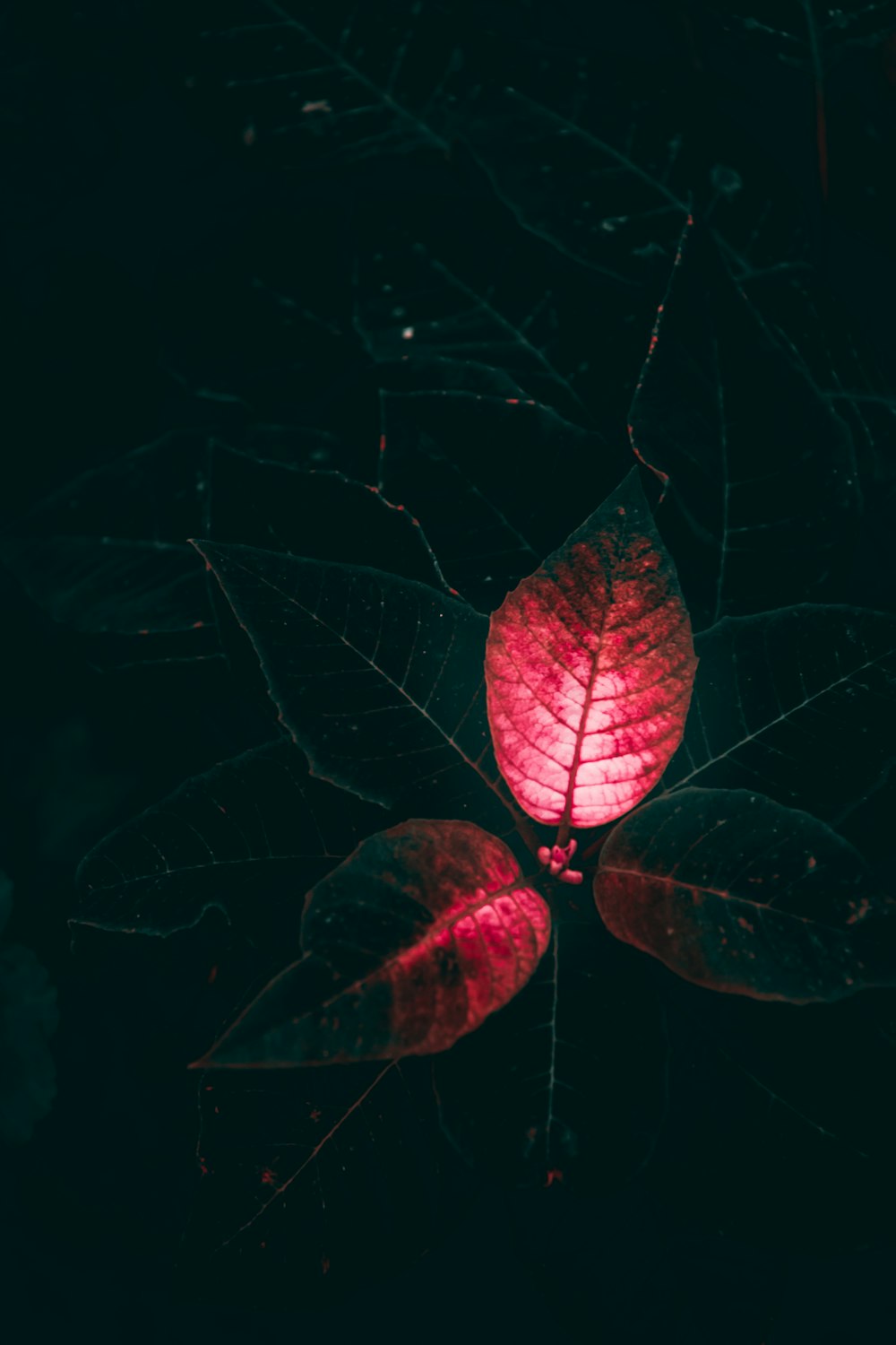 a close up of a red light on a leaf