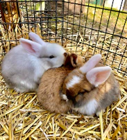 Four soft rabbits nestled together on a colorful blanket, surrounded by happy children.