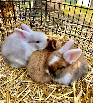 Three fluffy rabbits nestled together on a bed of straw, inside a wire cage. The rabbits have soft fur in white, brown, and mixed shades, with upright ears and gentle expressions.