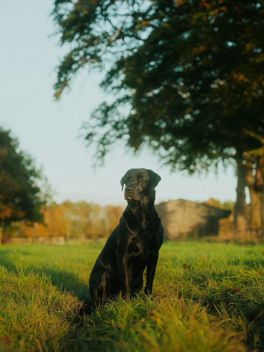 a black dog sitting in a grassy field