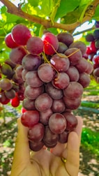 A hand holds a cluster of ripe, plump grapes still attached to the vine. The grapes exhibit a deep purple hue with a few highlights of red, indicating they are fresh and juicy. The background consists of blurred green leaves, suggesting the grapevine is part of a lush vineyard.