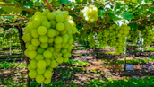 Close-up of rich copper minerals and vibrant vineyard crops side by side.