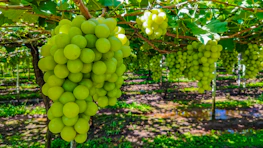 Close-up of rich copper minerals and vibrant vineyard crops side by side.