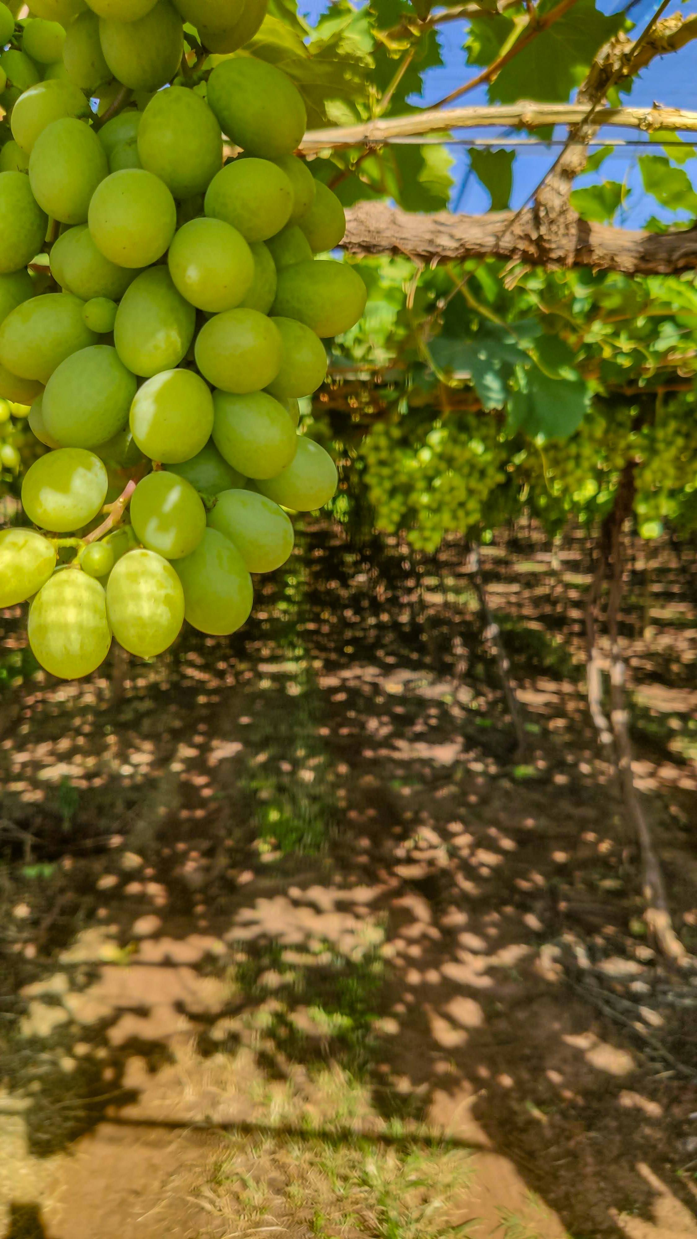 Uva da Tavola Pregiata