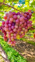 Bunches of fresh green grapes hanging in a vineyard under a clear blue sky.