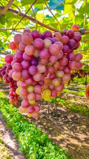 Bunches of fresh green grapes hanging in a vineyard under a clear blue sky.