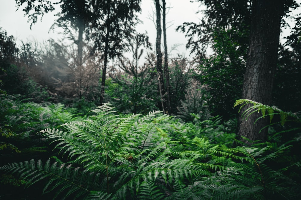 a lush green forest filled with lots of trees