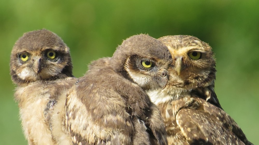 a couple of owls standing next to each other