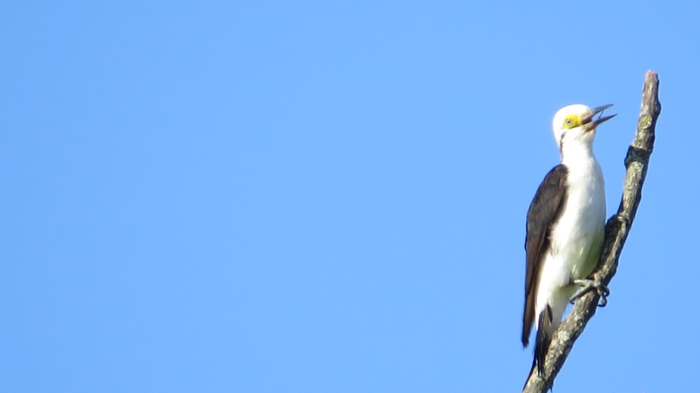 a bird sitting on top of a tree branch