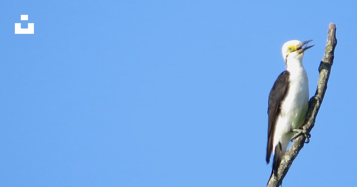 A Bird Sitting On Top Of A Tree Branch Photo Free Woodpecker Image On Unsplash A Bird Sitting On Top Of A Tree Branch Photo Free Woodpecker Image On Unsplash