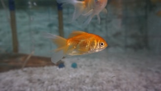 A goldfish is swimming in a clear aquarium with a visible substrate of small, light-colored pebbles. The water appears clean, and there is another fish visible in the background with more subdued colors. The aquarium setting suggests a calm and peaceful environment.