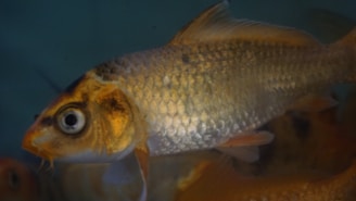 A fish with a shiny silver and golden body is swimming in a tank, displaying prominent scales and large eyes. The background is a muted blue-green.