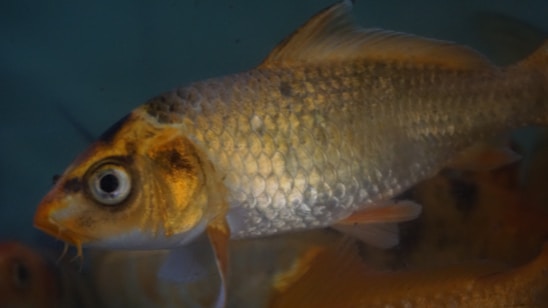 A fish with a shiny silver and golden body is swimming in a tank, displaying prominent scales and large eyes. The background is a muted blue-green.