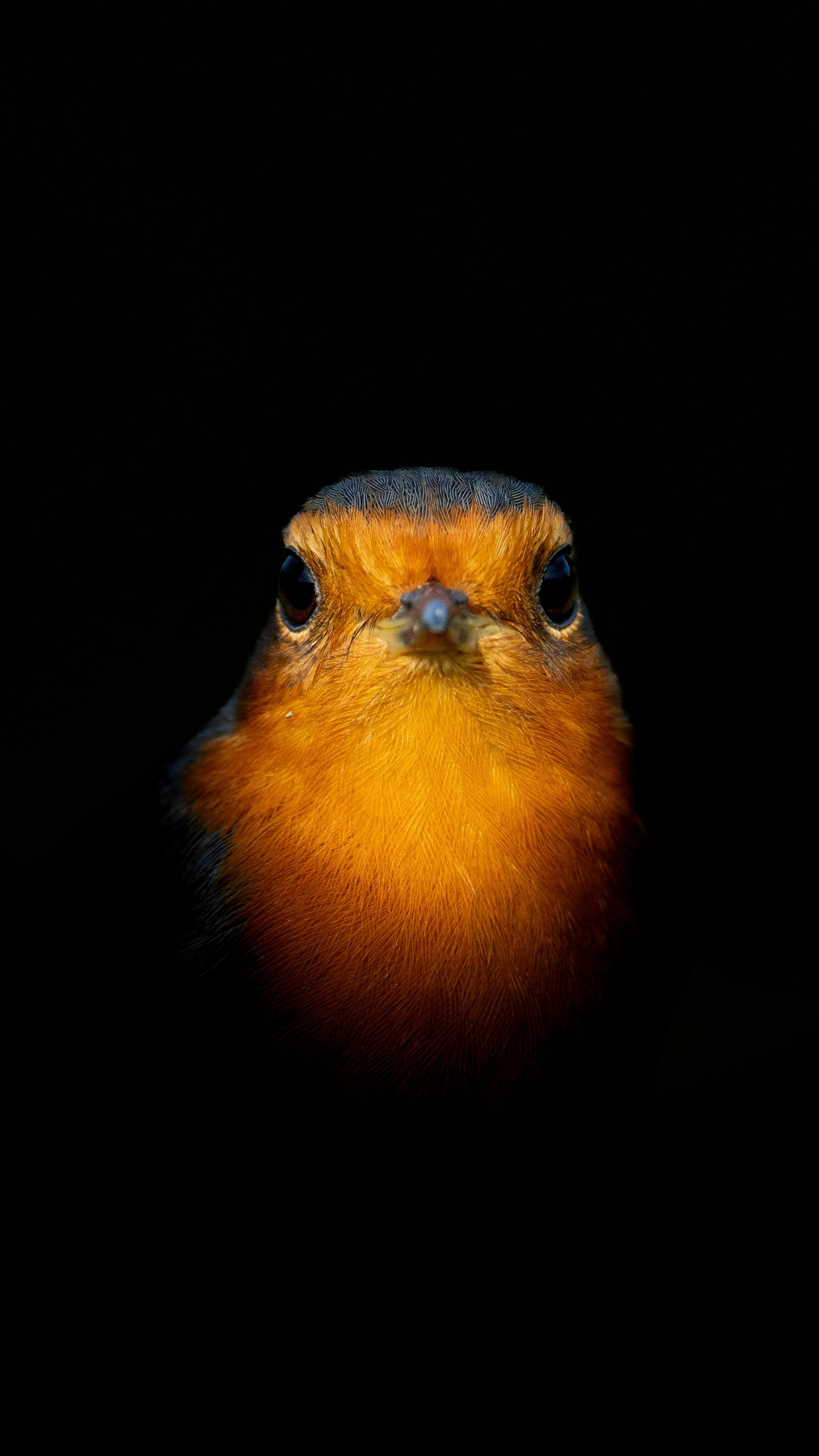 A close up of a bird with a black background photo – Free Animal Image ...