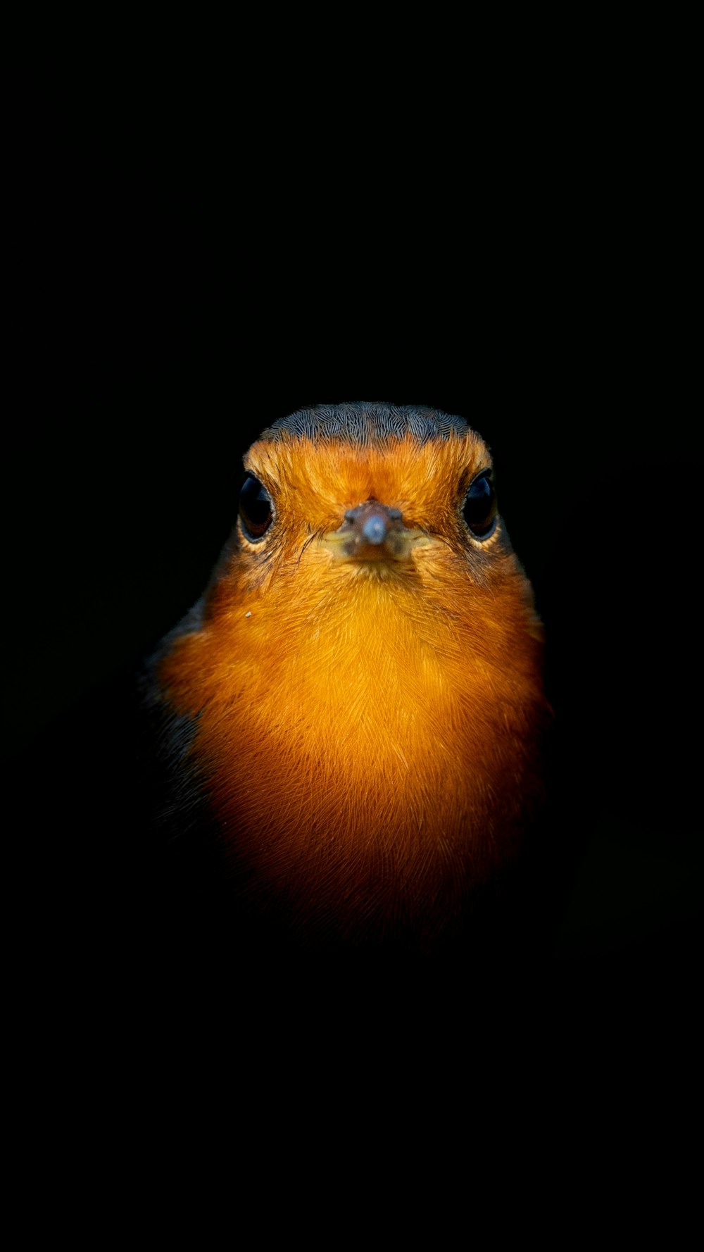 a close up of a bird with a black background