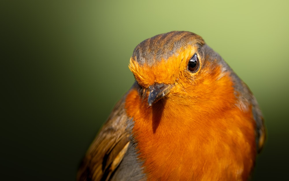 a close up of a bird with a blurry background