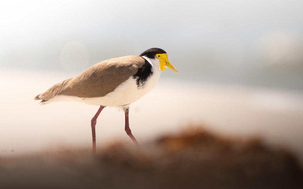 un oiseau au bec jaune debout sur une plage